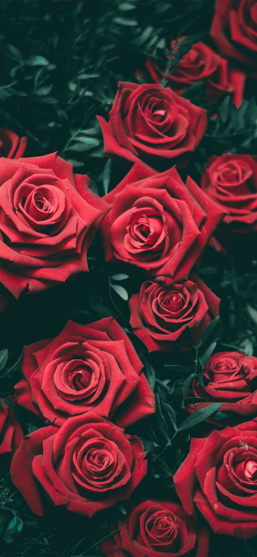 Wallpaper - free HD phone wallpaper for iPhone and Android, 1284x2778