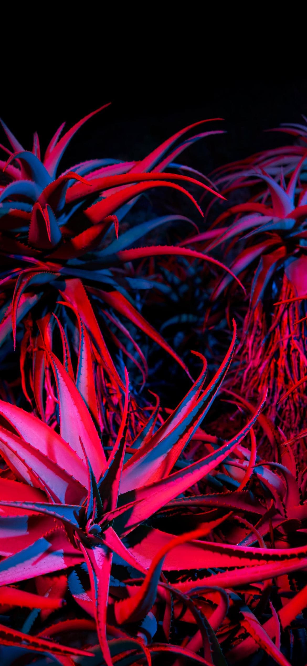 Big Sur Succulents By AR7 Iphone 13 Pro - free HD phone wallpaper for iPhone and Android, 1284x2778