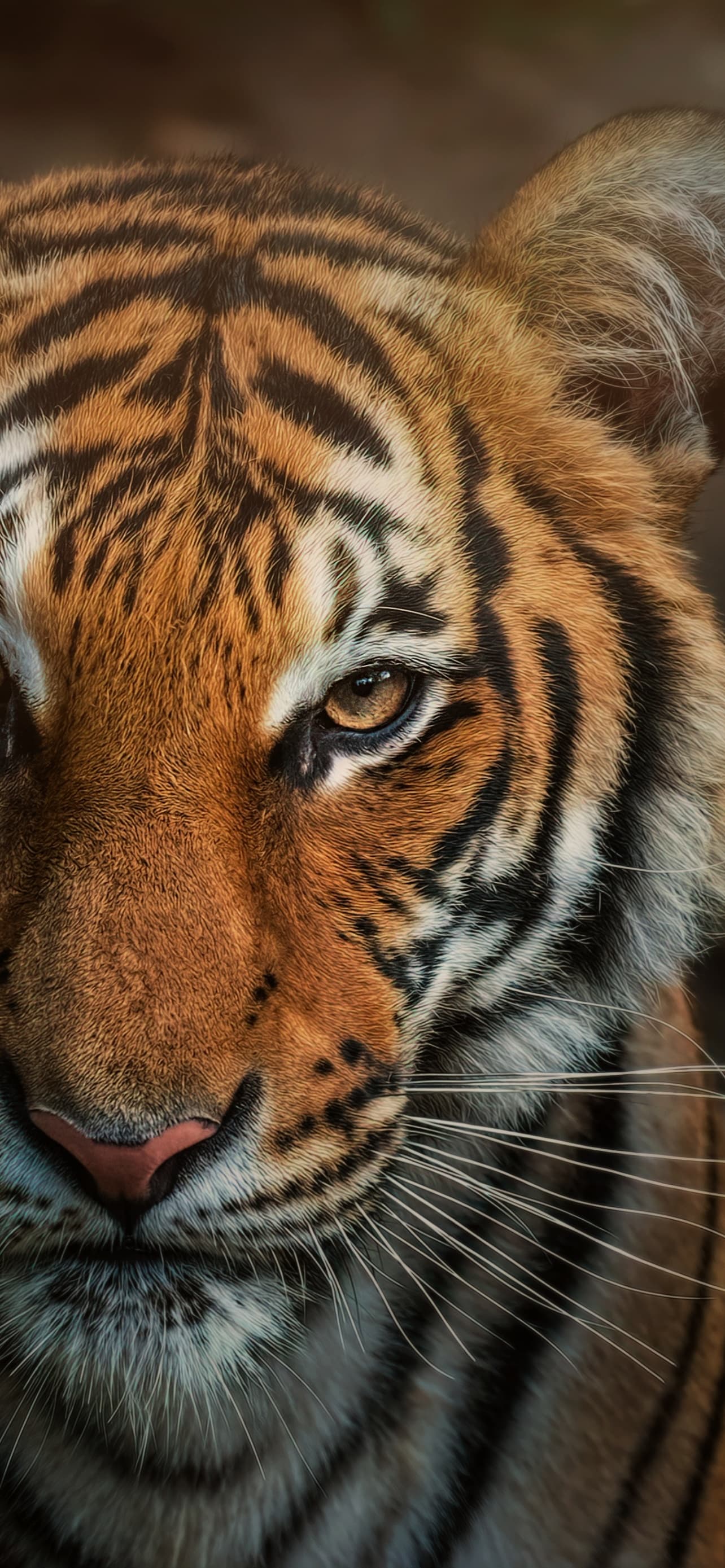Bengal Tiger Closeup Big Cat Wild Animals x