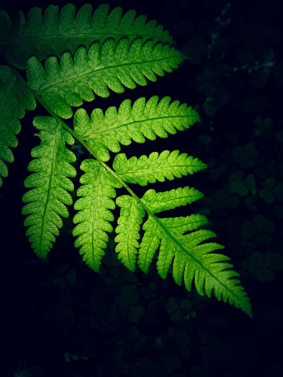 Fern Wallpaper Frond Galaxy Wallpaper