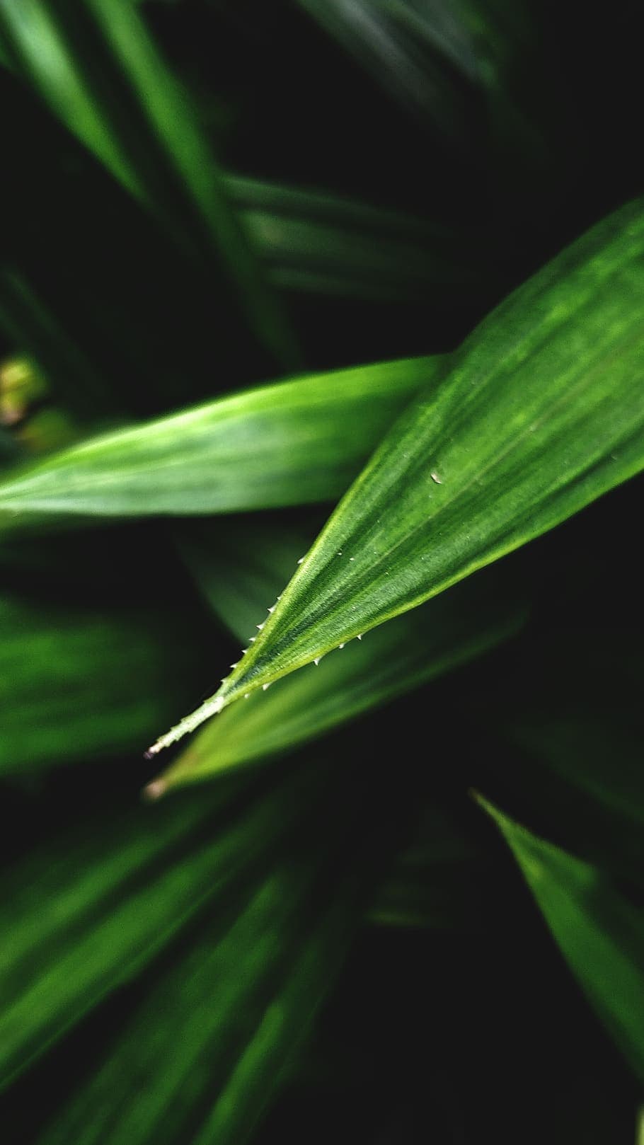 India Arehally Arehally Bekkud Rd Foliage