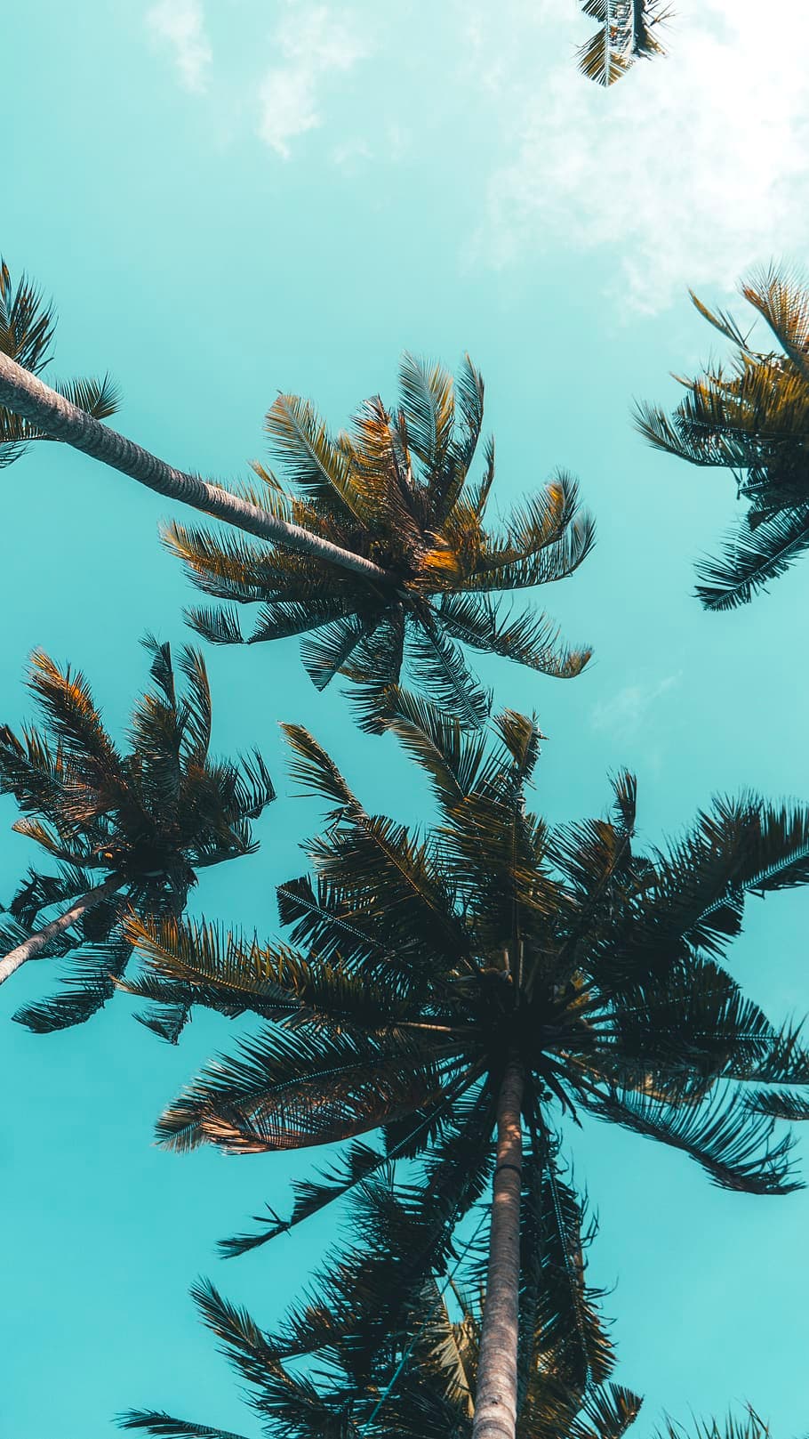 Low Angle Photography Of Coconut Trees Under Blue Sky At Daytime - free HD phone wallpaper for iPhone and Android, 1284x2778