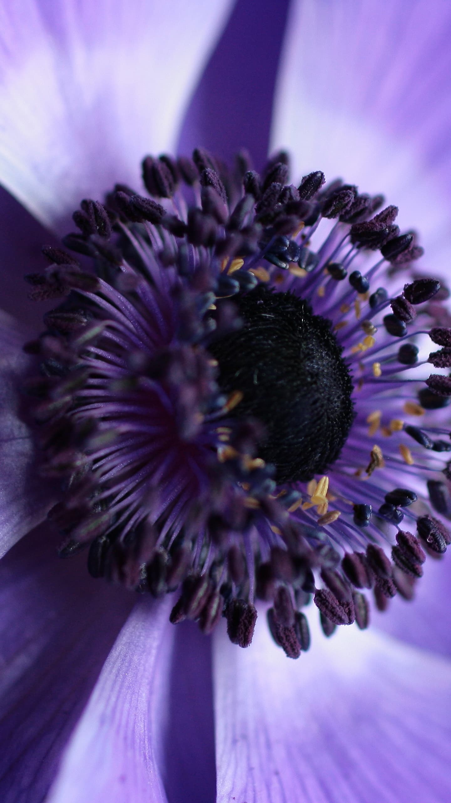 Purple Flower Macro Bloom Closeup Photography x