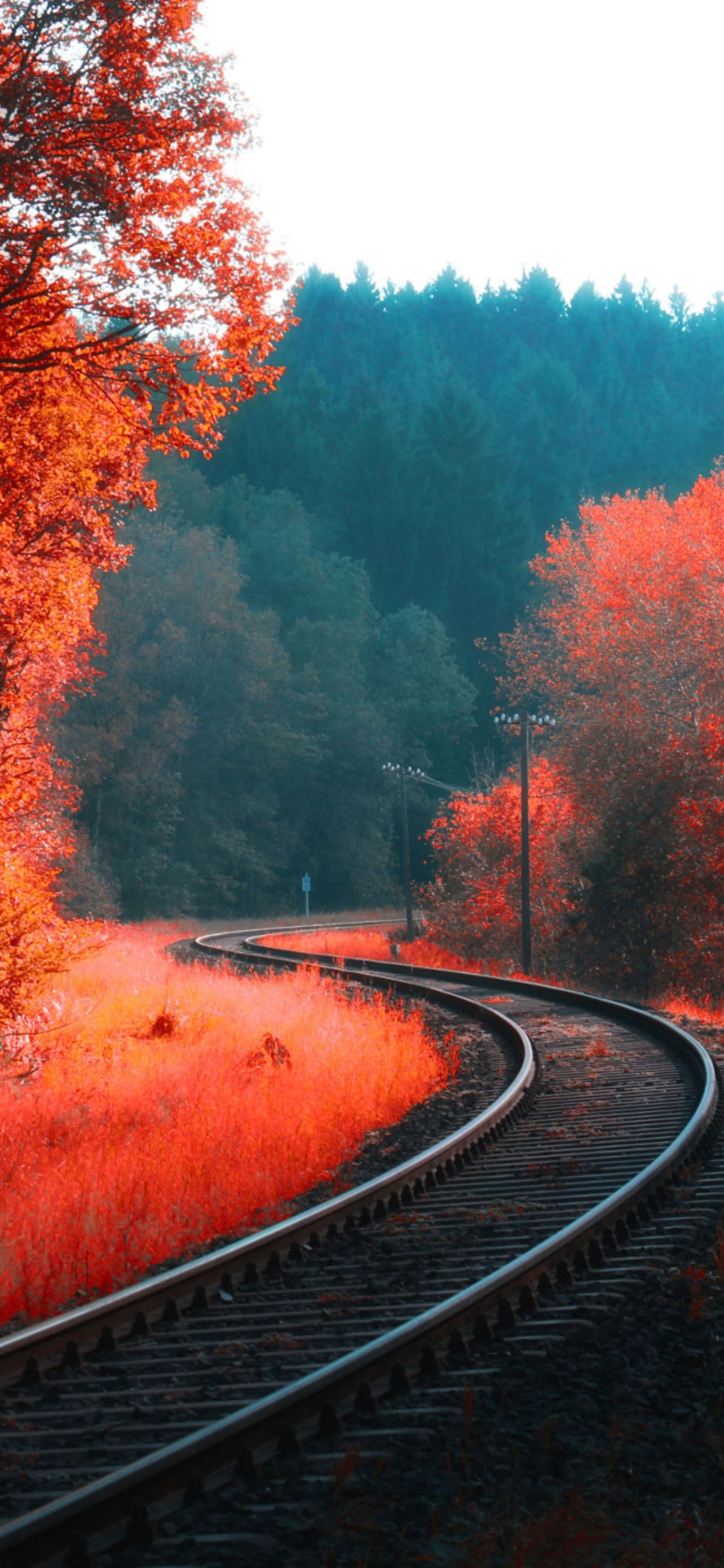 Railway Autumn Forest