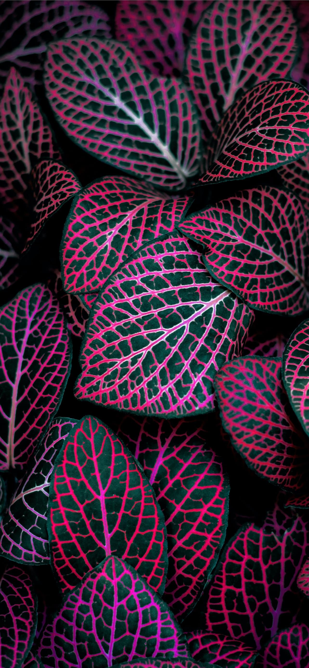 Red And Green Leafed Plant