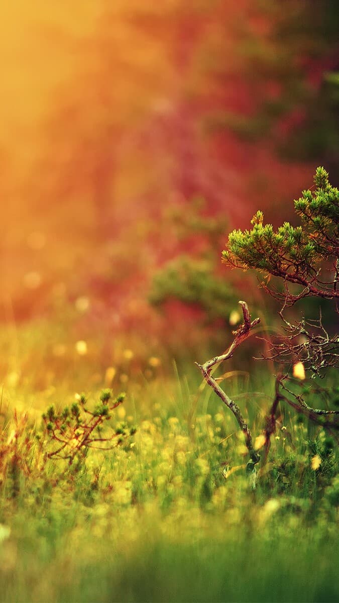 Aesthetic Wallpaper #3727