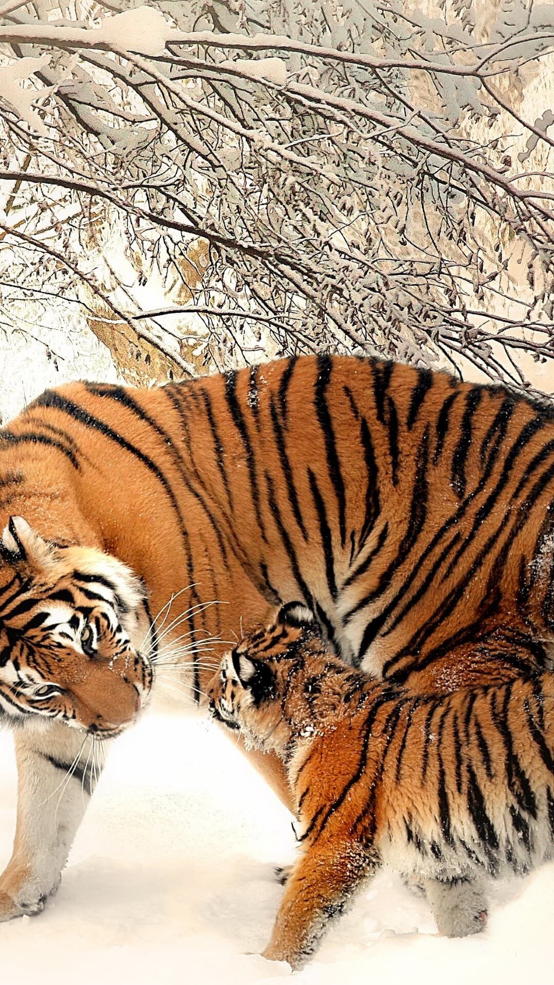 Aesthetic Wallpaper #2373