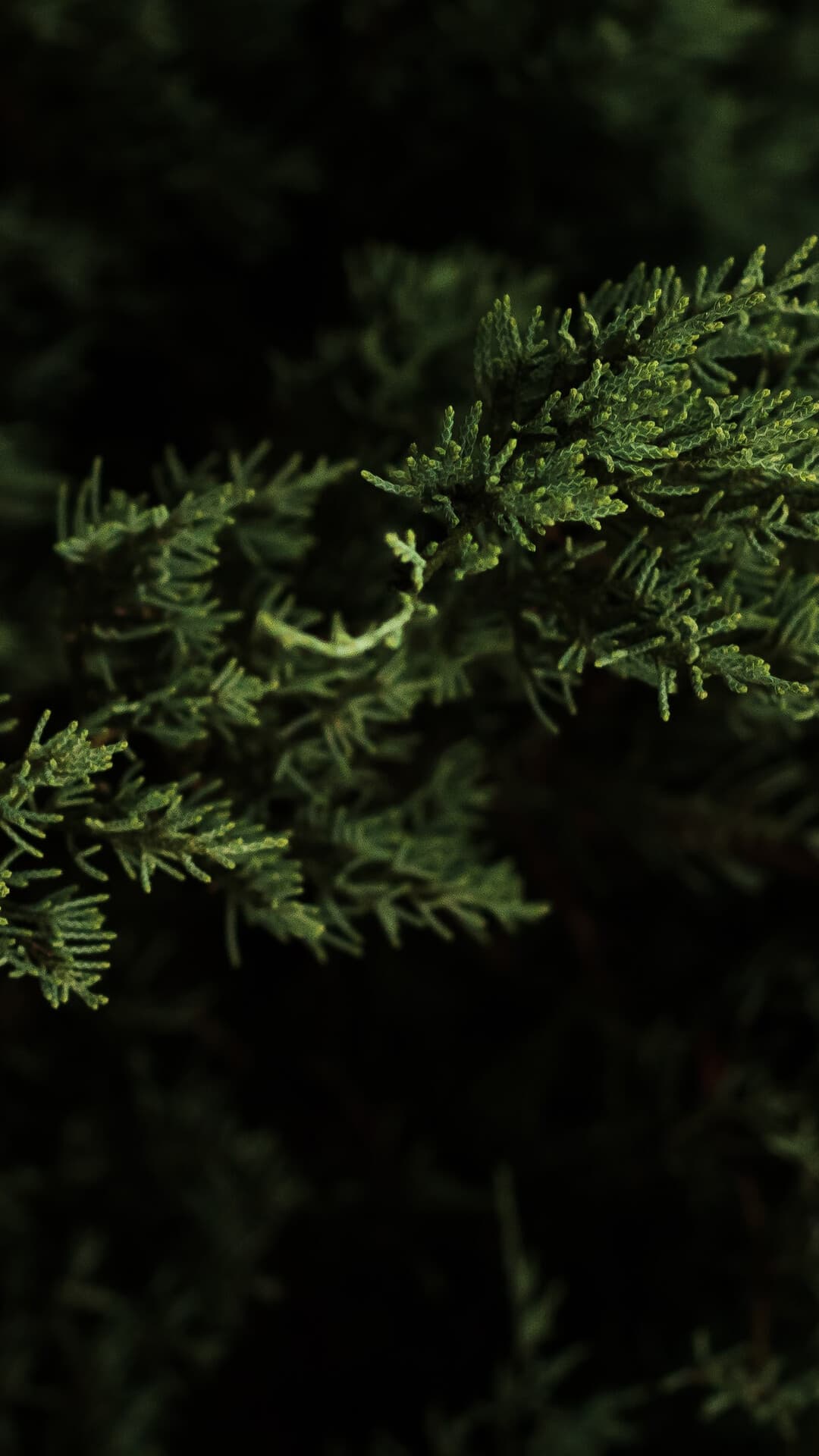 Aesthetic Wallpaper #3973