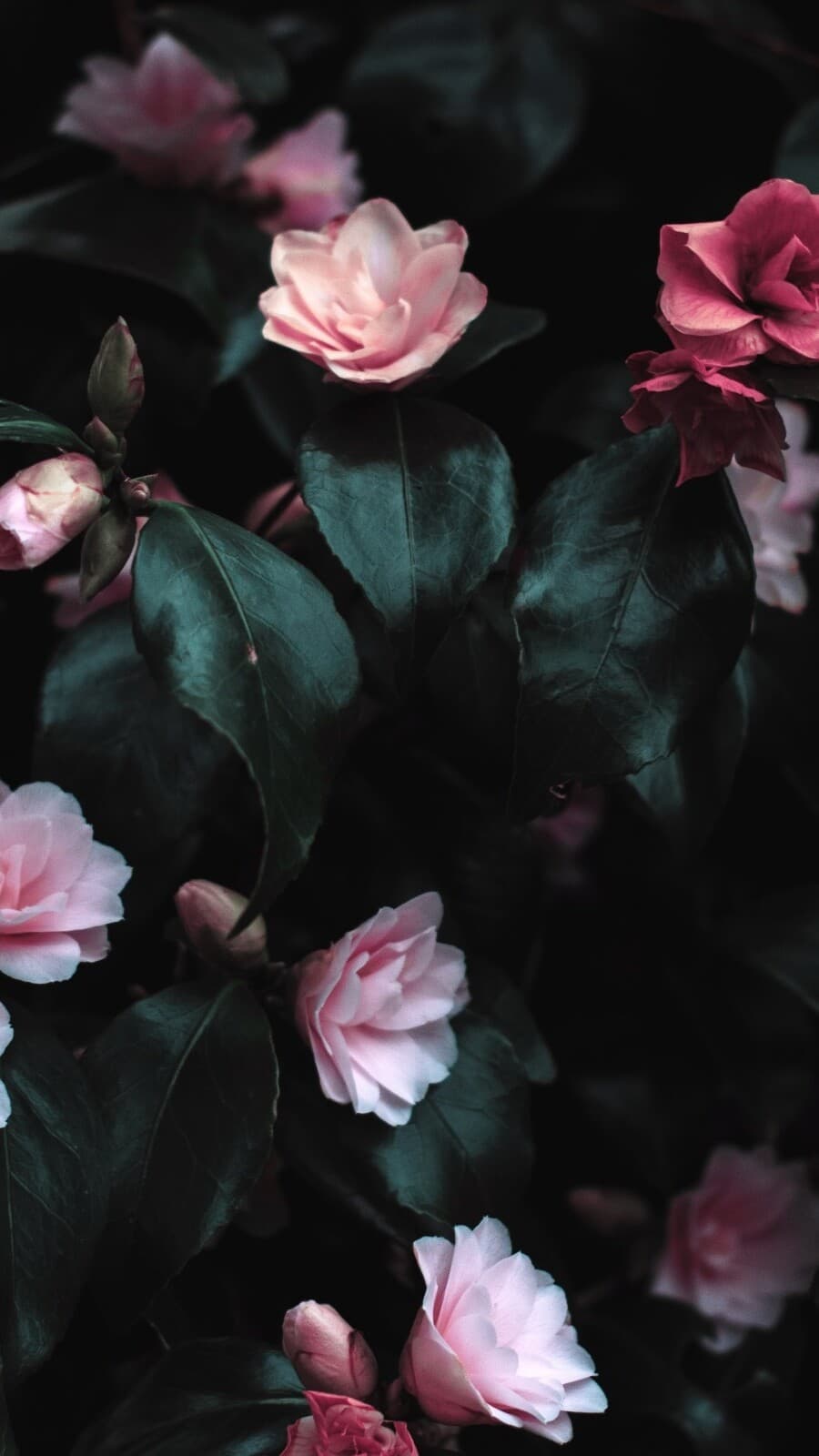 Aesthetic Wallpaper #669