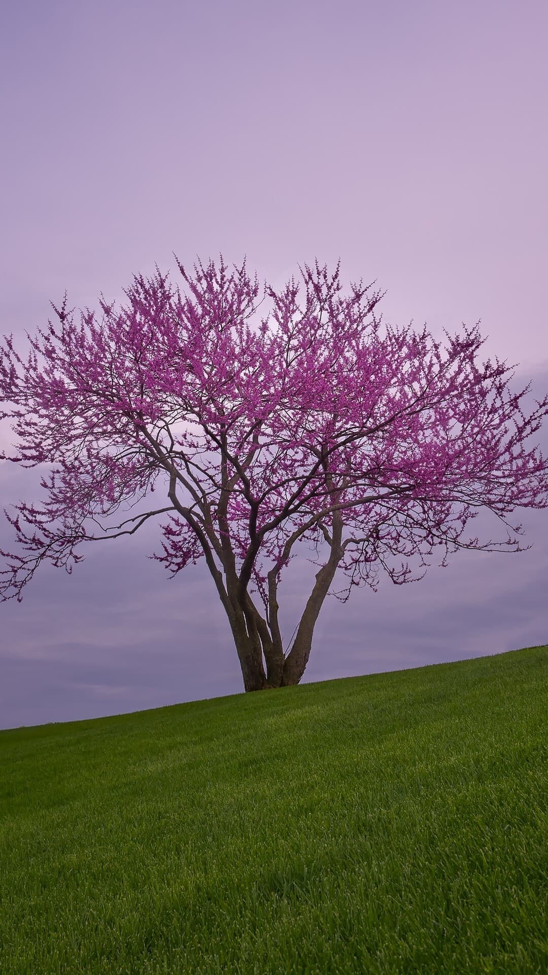 Aesthetic Wallpaper #2078