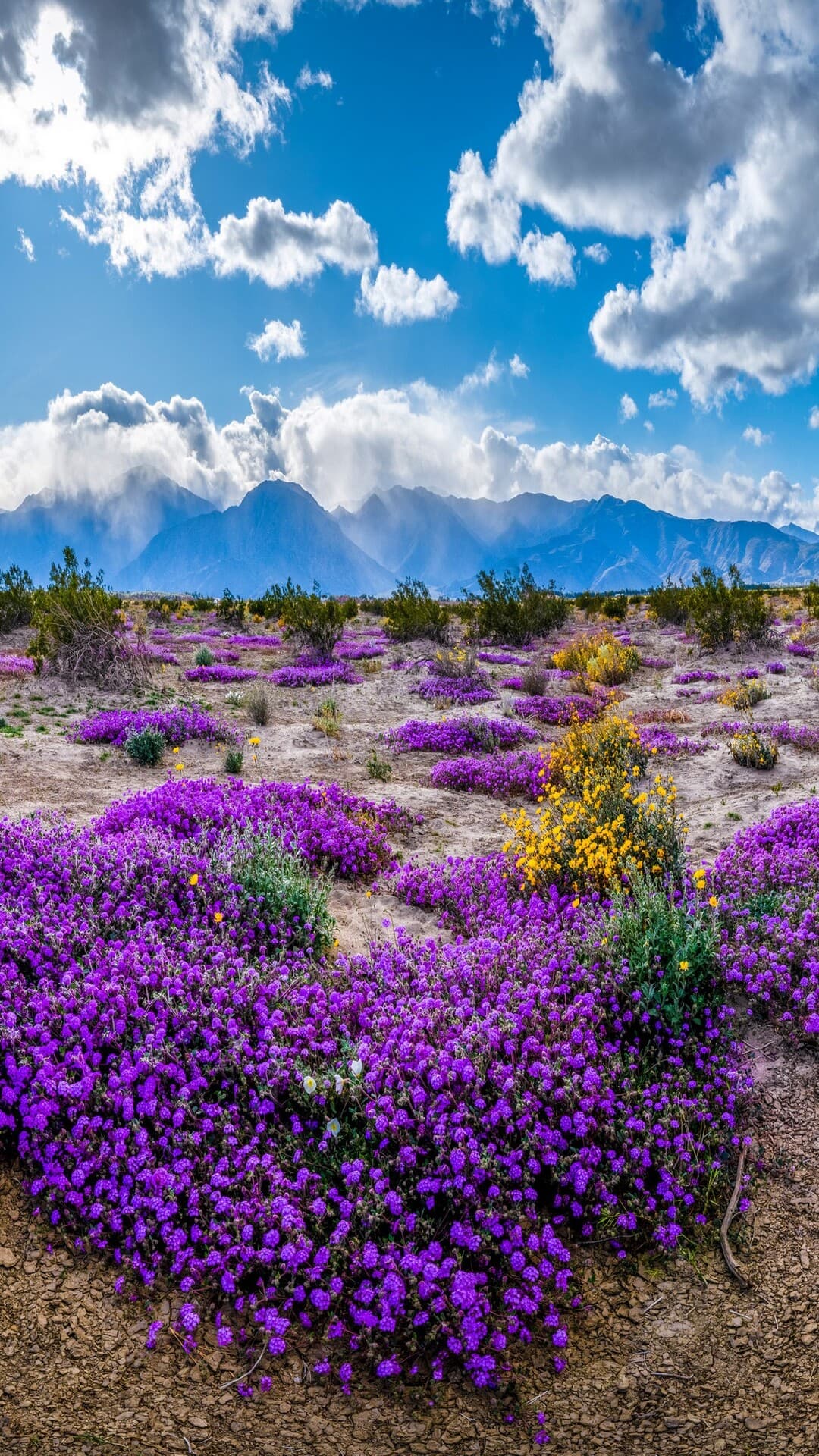 Aesthetic Wallpaper #1128