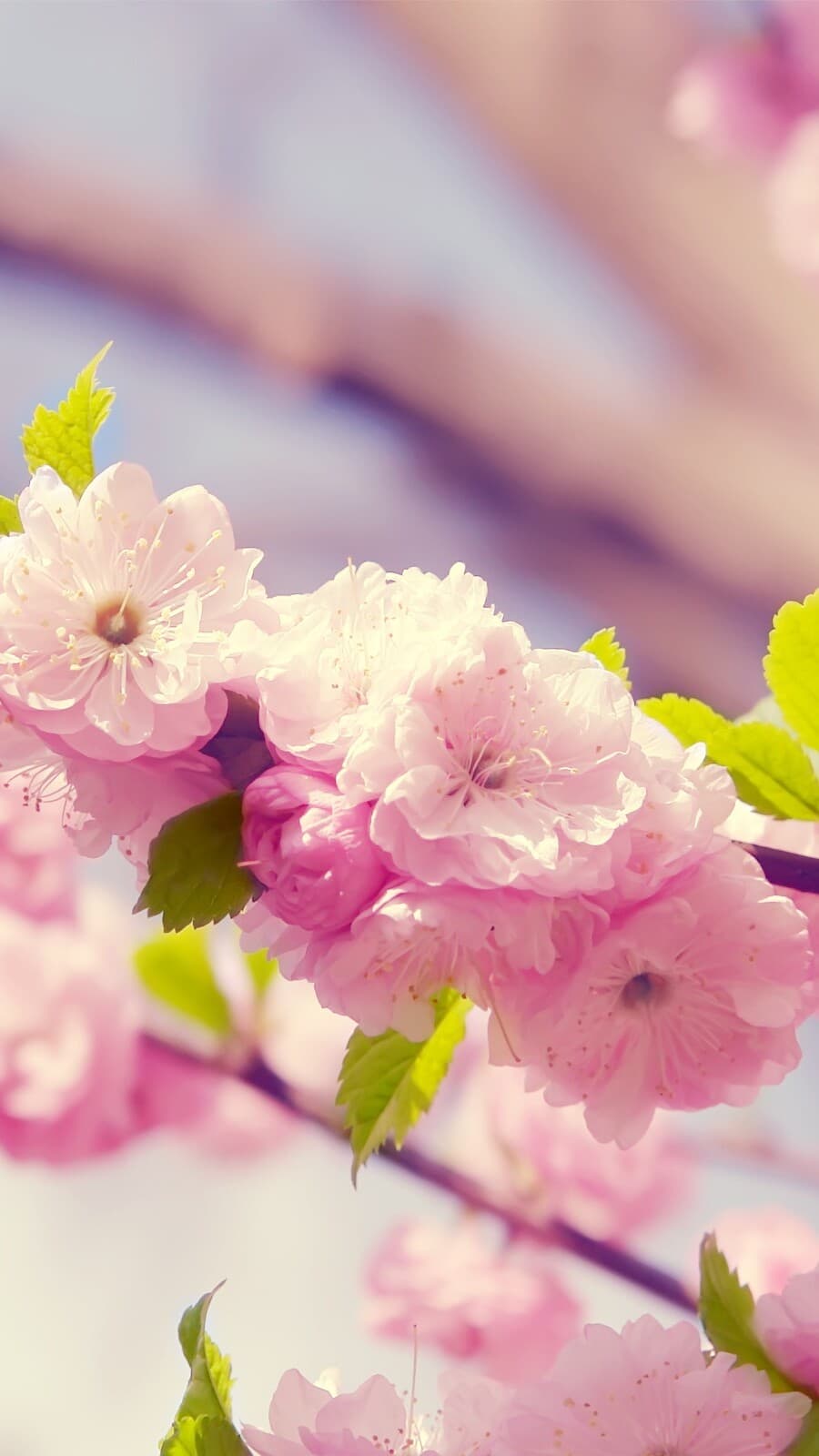 Aesthetic Wallpaper #4258