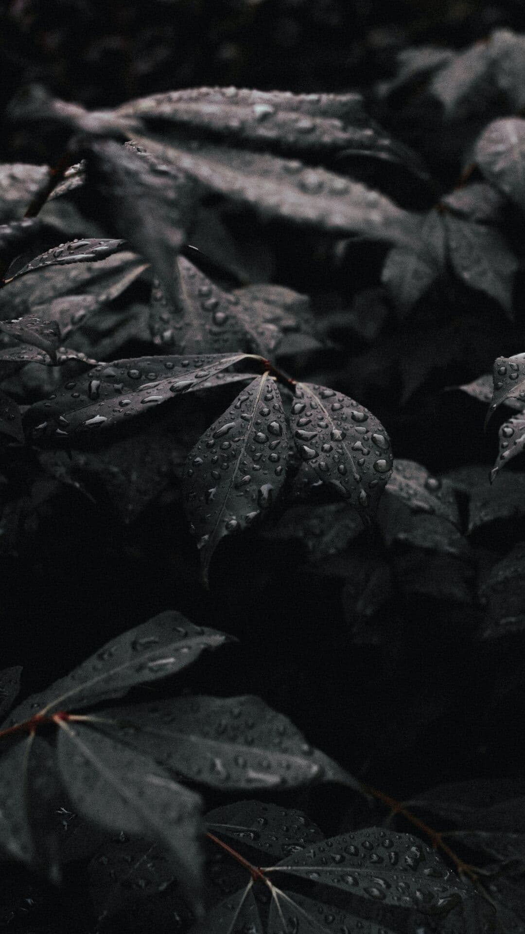 Aesthetic Wallpaper #1243