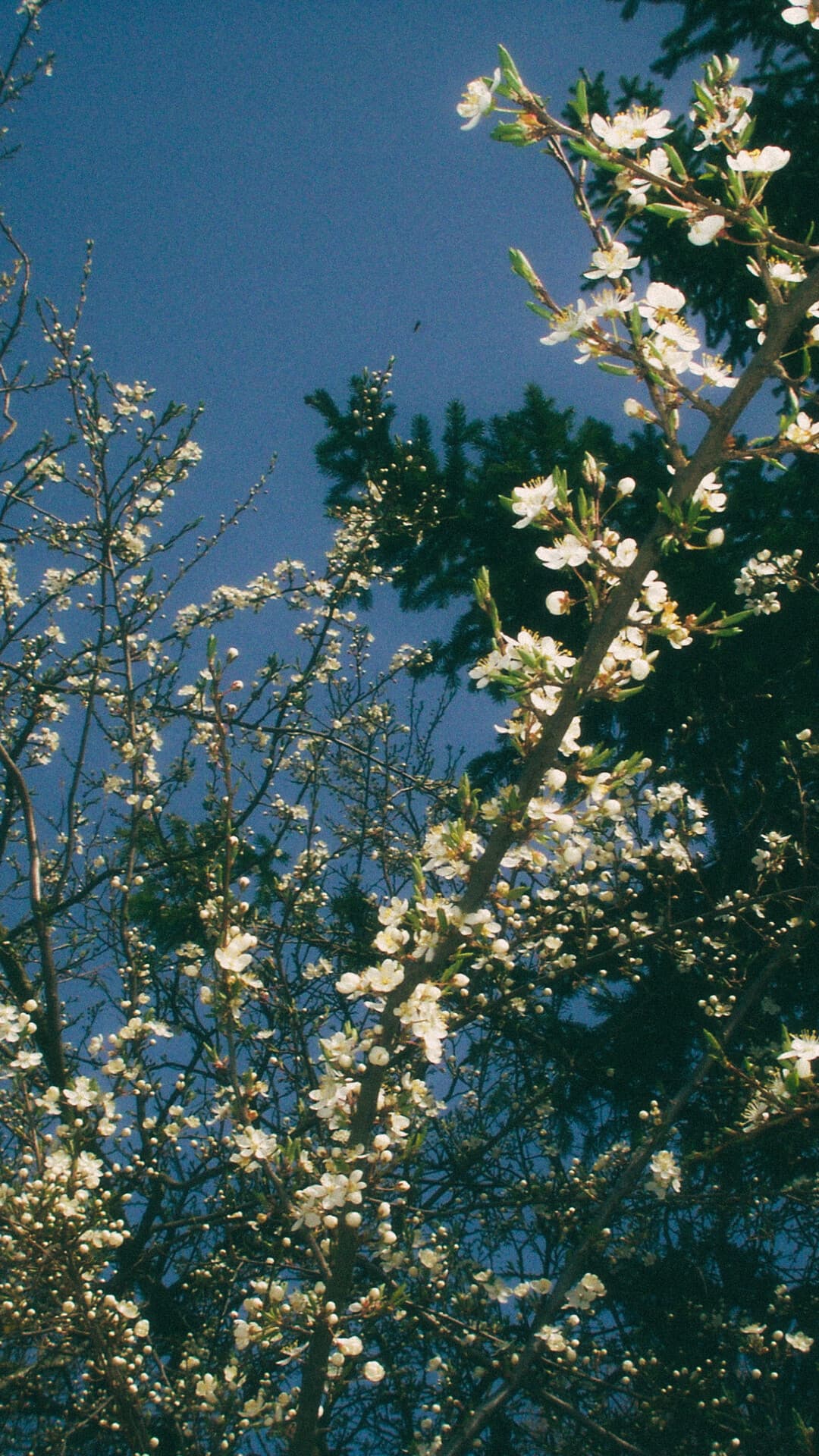 Aesthetic Wallpaper #137