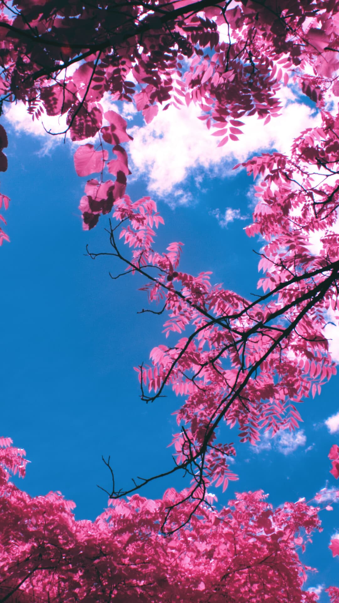 Aesthetic Wallpaper #2096