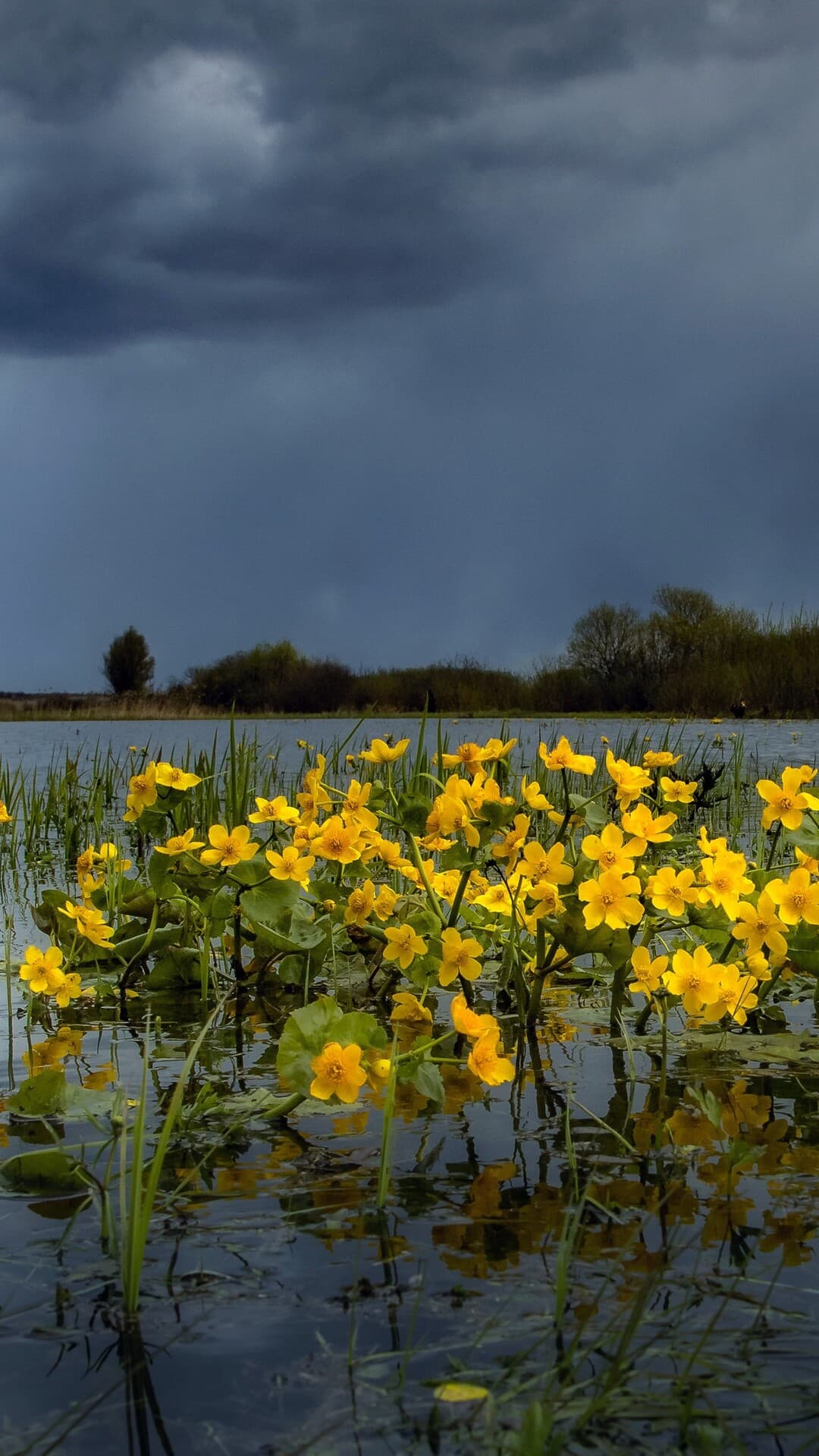 Aesthetic Wallpaper #4881