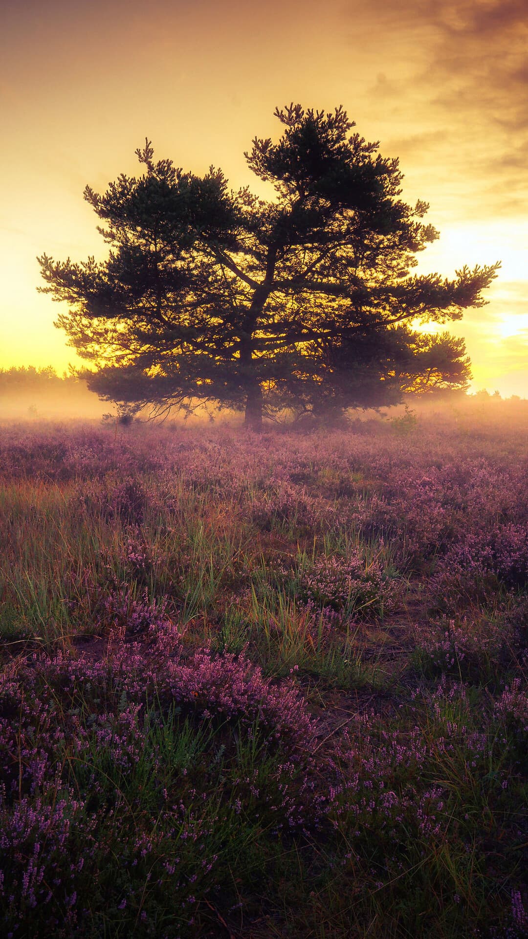 Aesthetic Wallpaper #1607