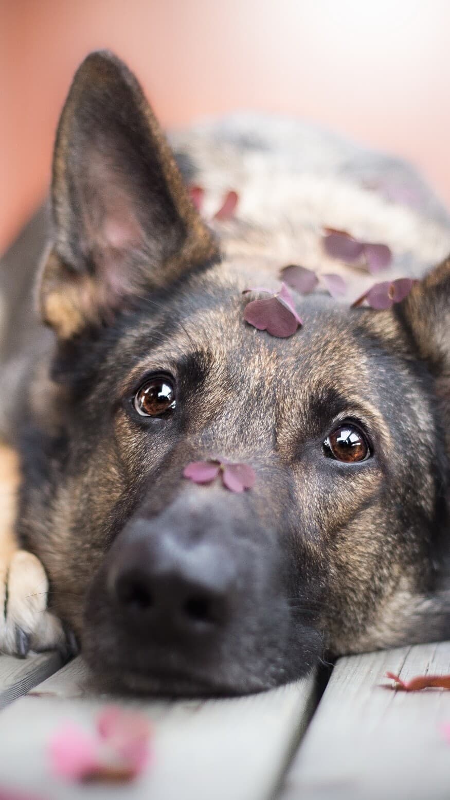 Aesthetic Wallpaper #1043