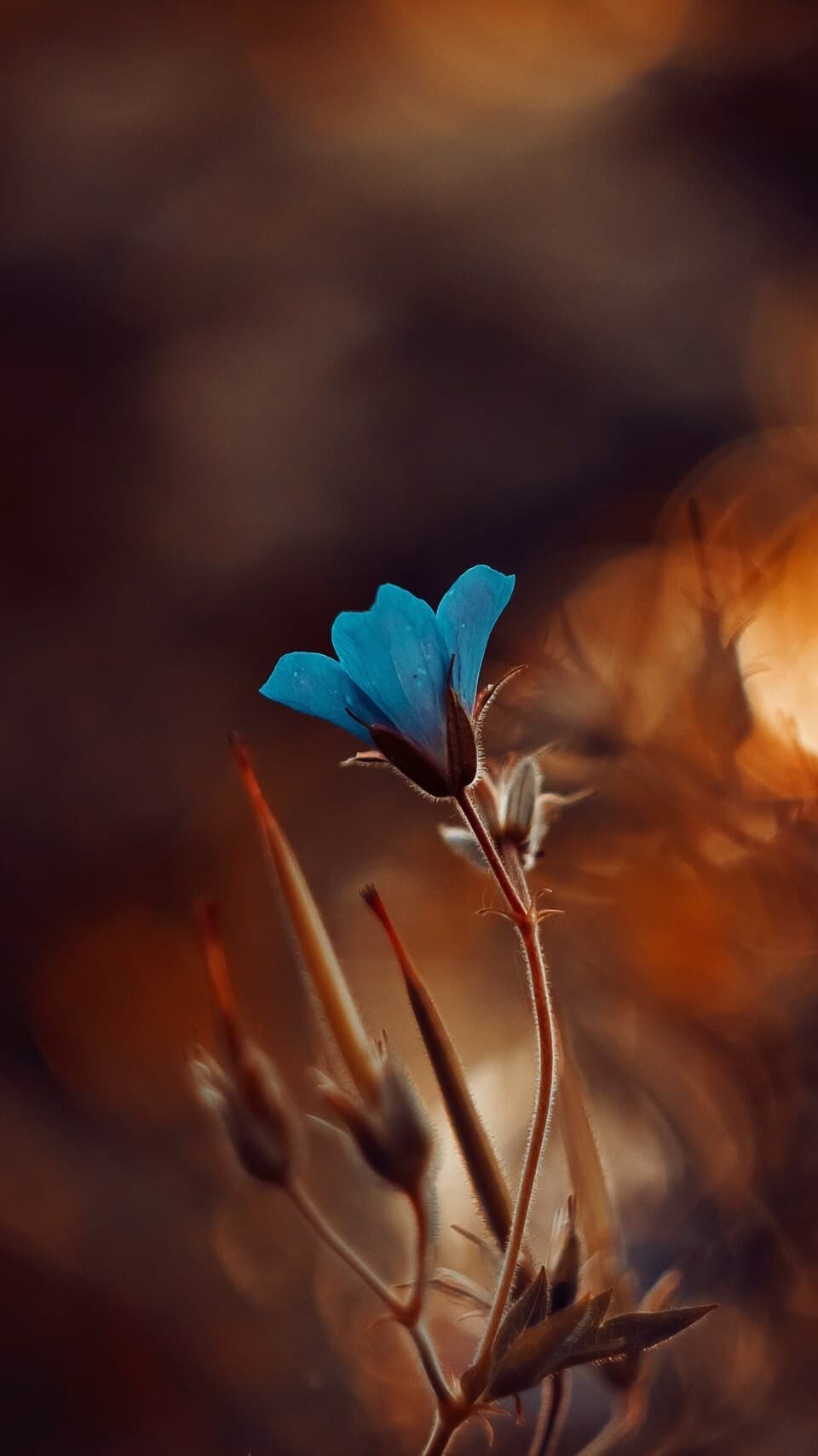 Aesthetic Wallpaper #2086