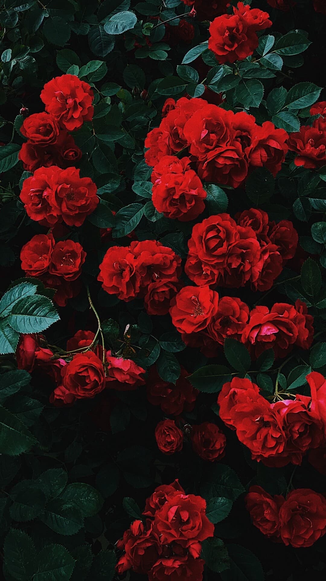 Aesthetic Wallpaper #1950