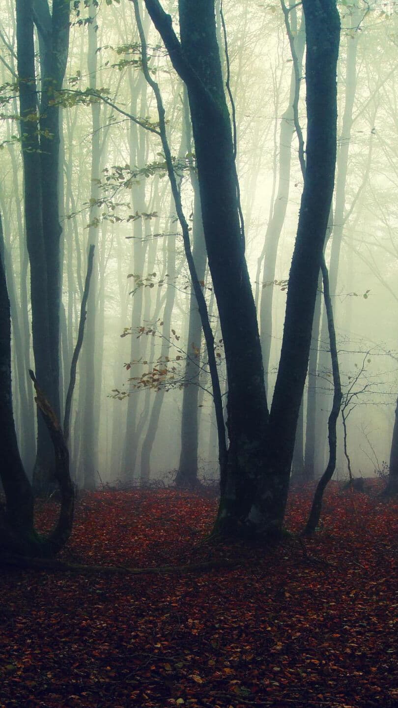 Aesthetic Wallpaper #154