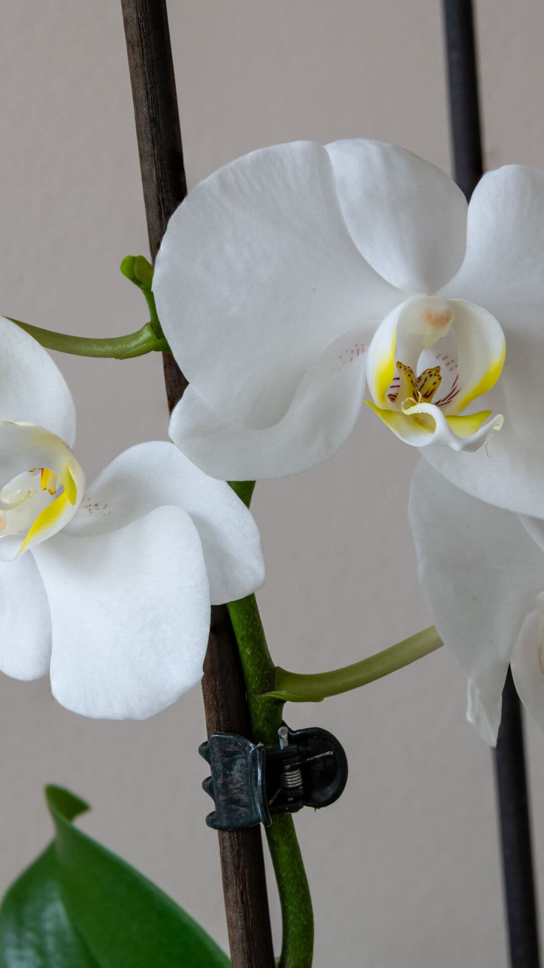 Aesthetic Wallpaper #4824