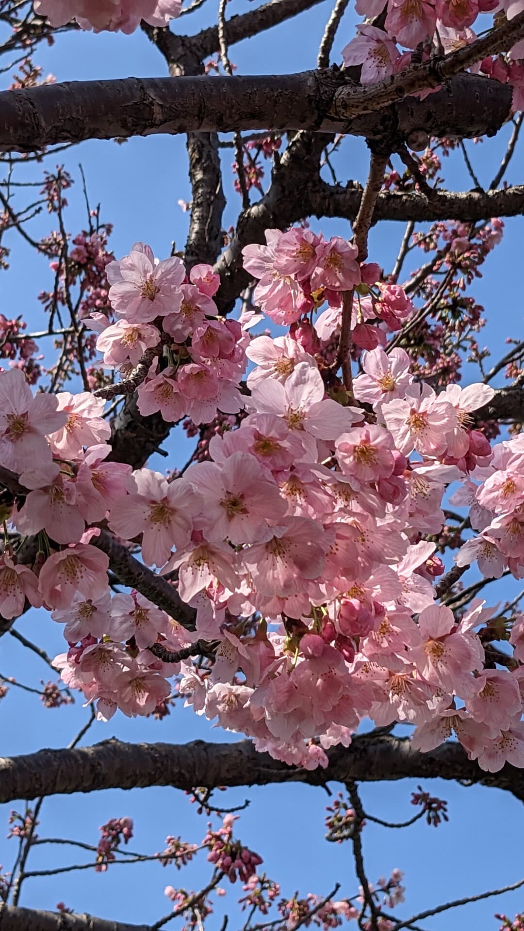 Aesthetic Wallpaper #785