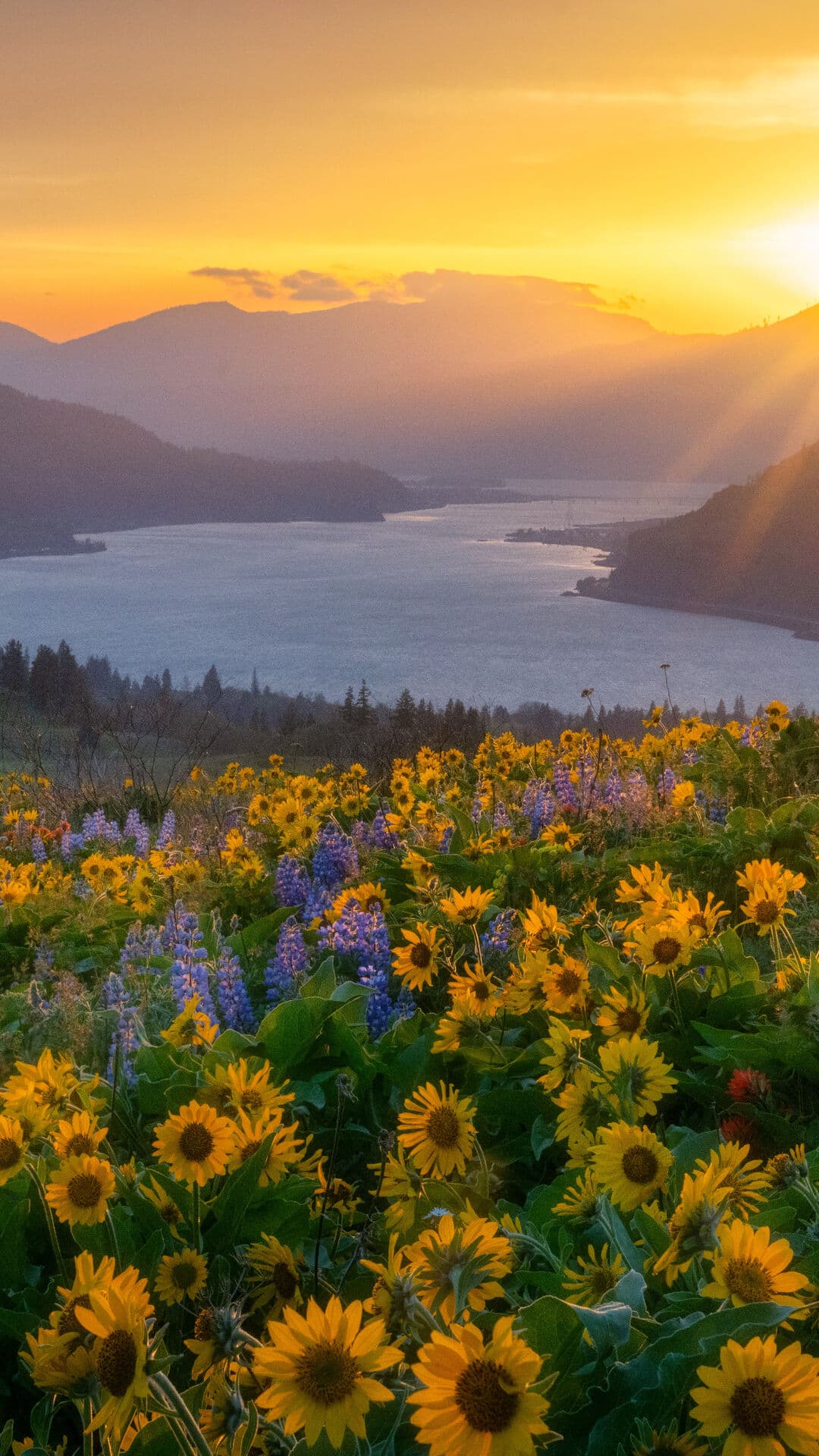 Aesthetic Wallpaper #1684