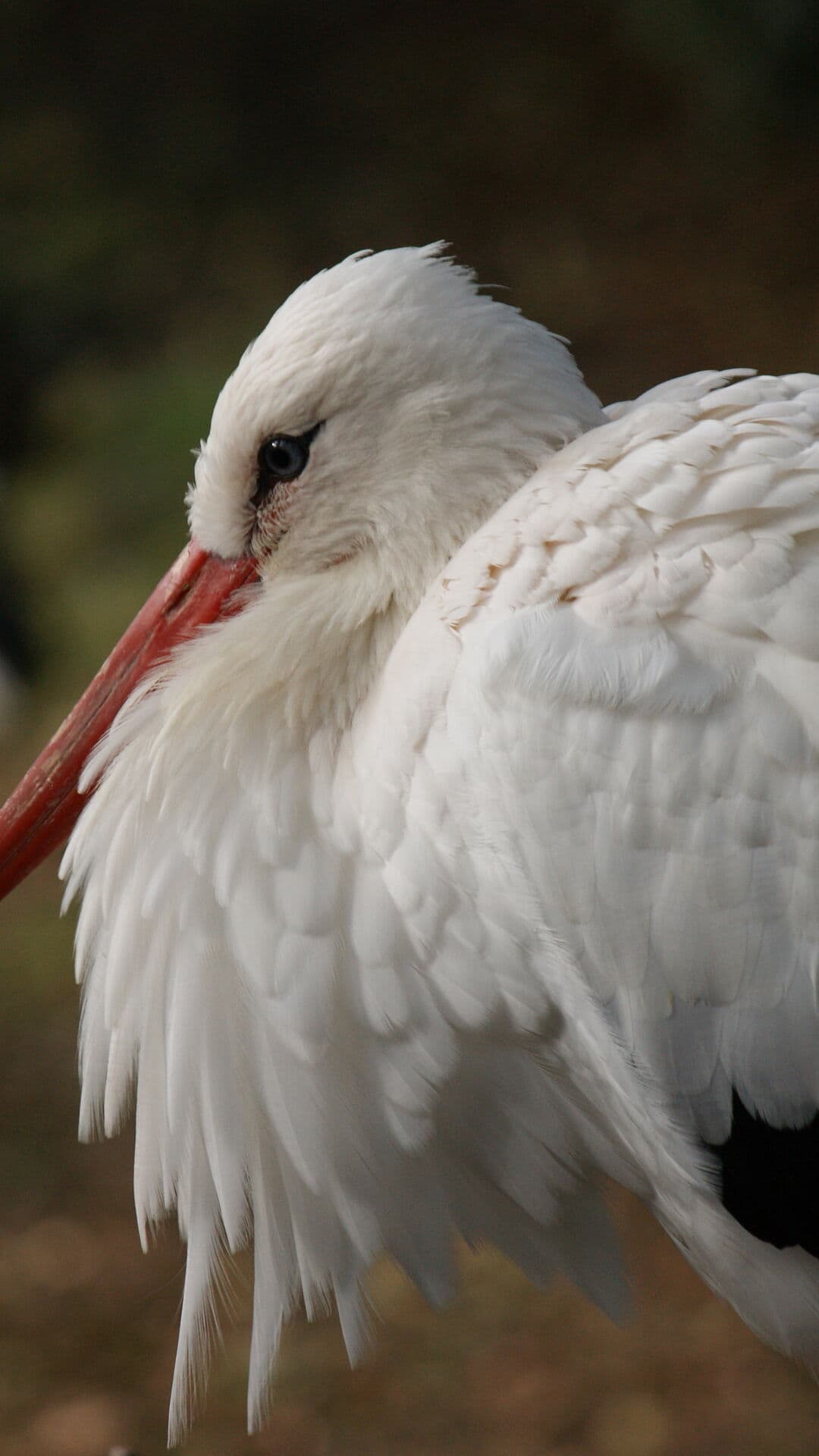 Aesthetic Wallpaper #1194