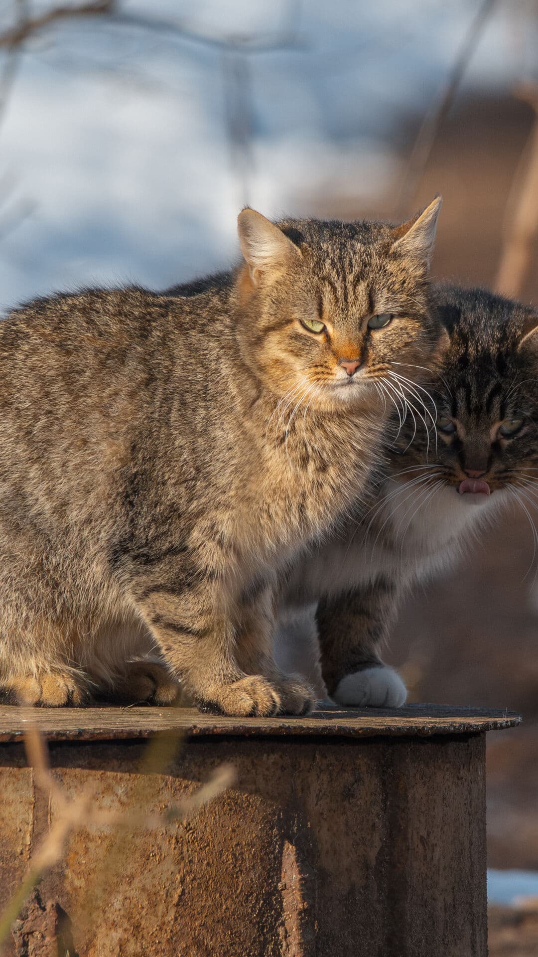 Aesthetic Wallpaper #35