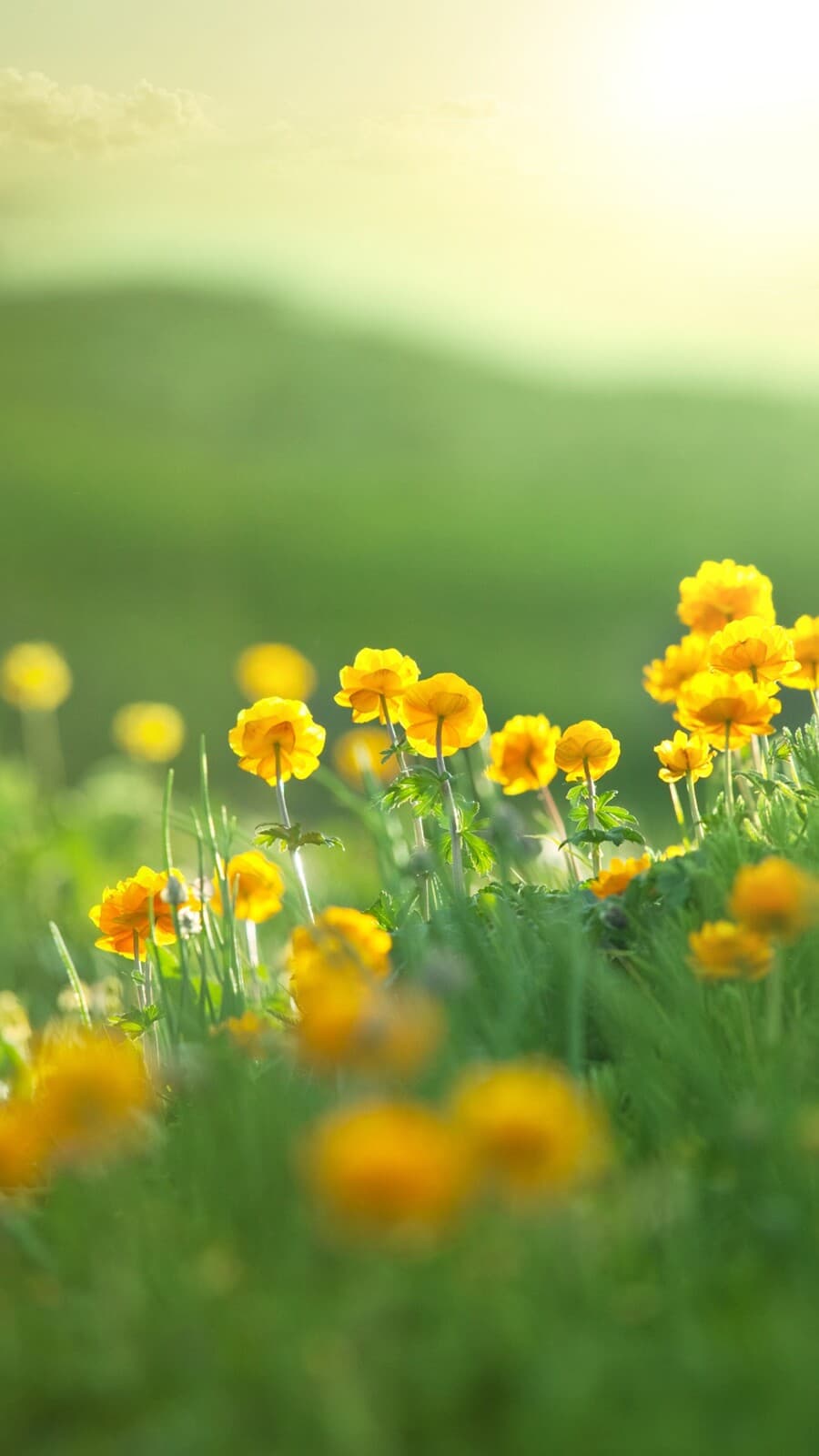 Aesthetic Wallpaper #623