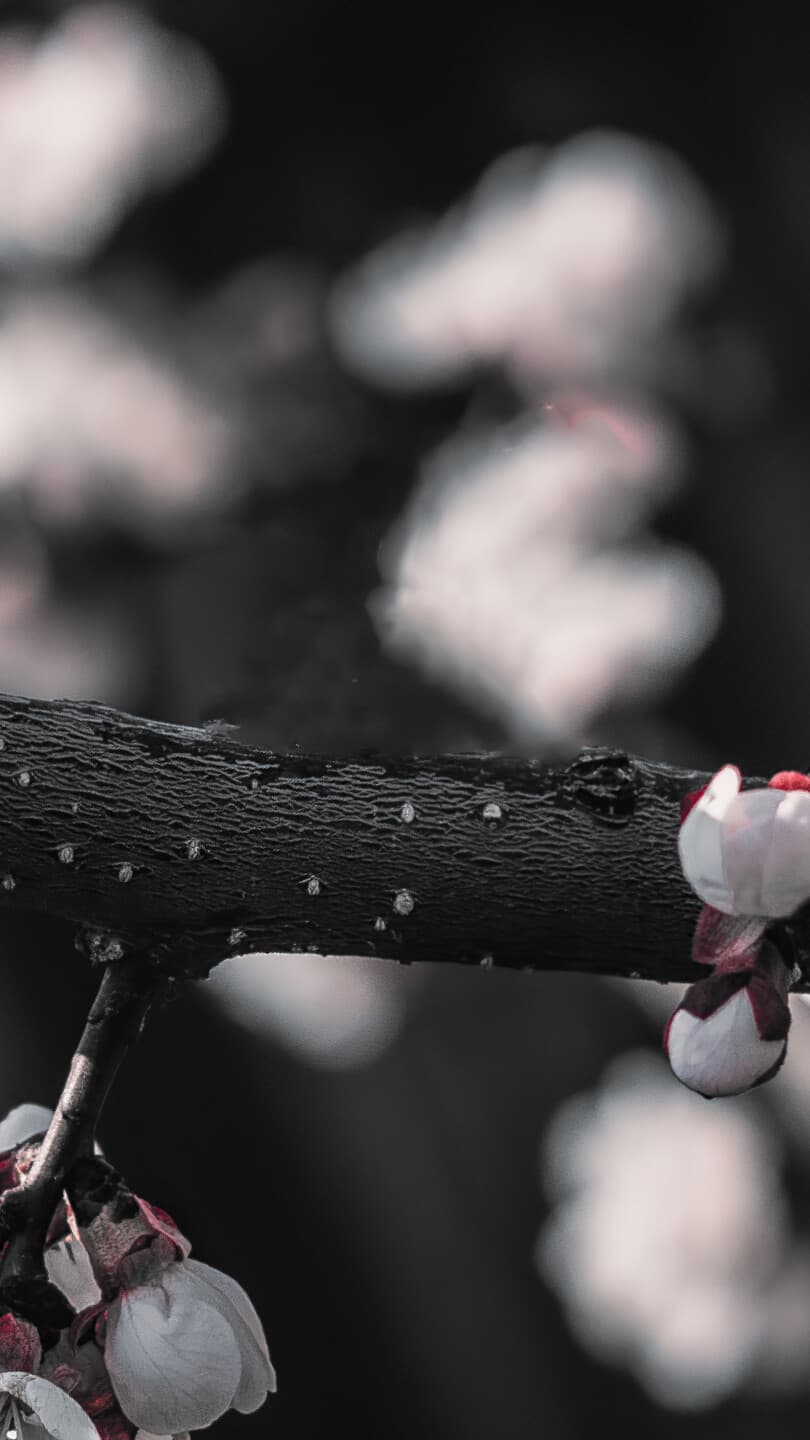 Aesthetic Wallpaper #66