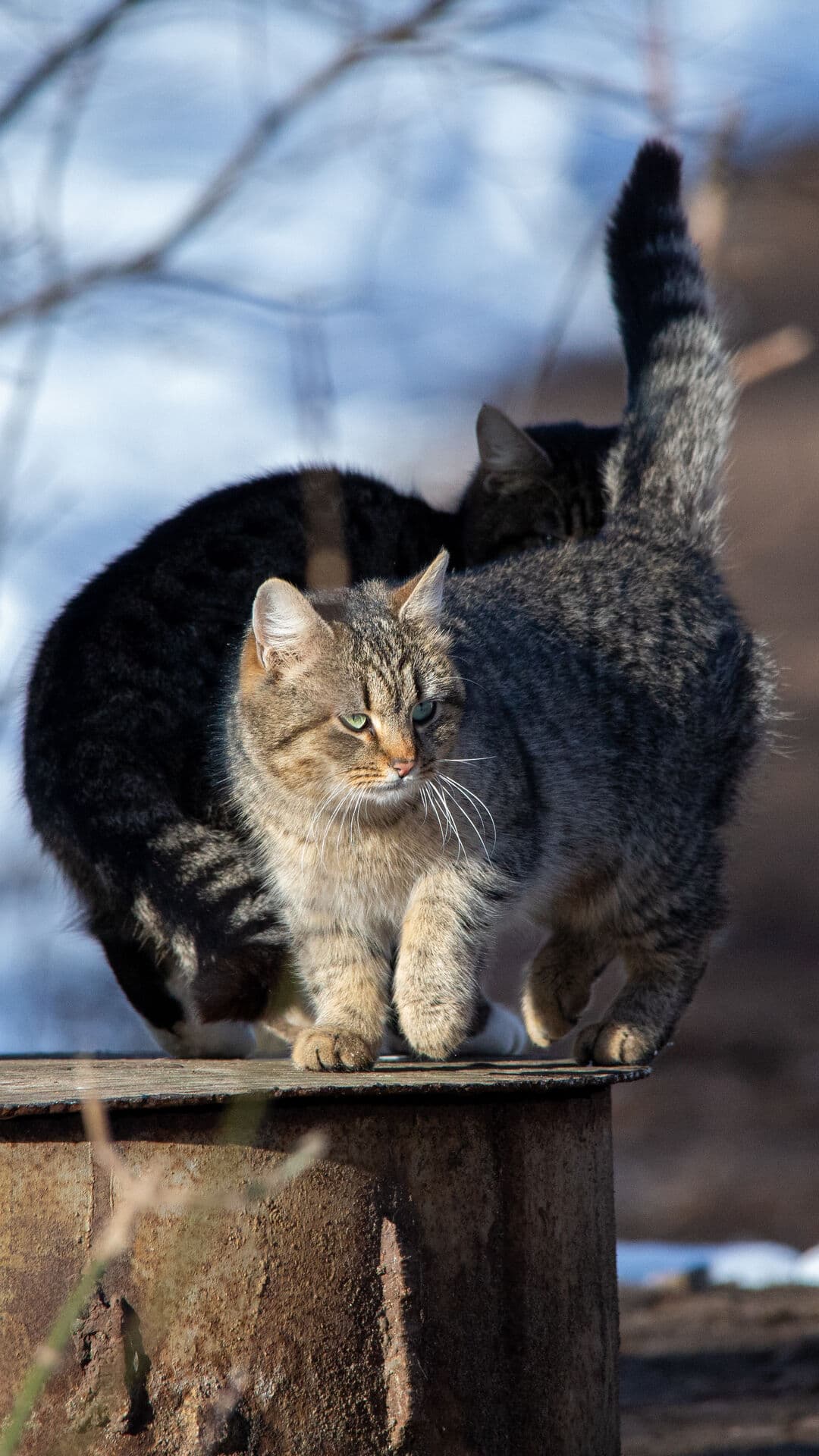 Aesthetic Wallpaper #3497