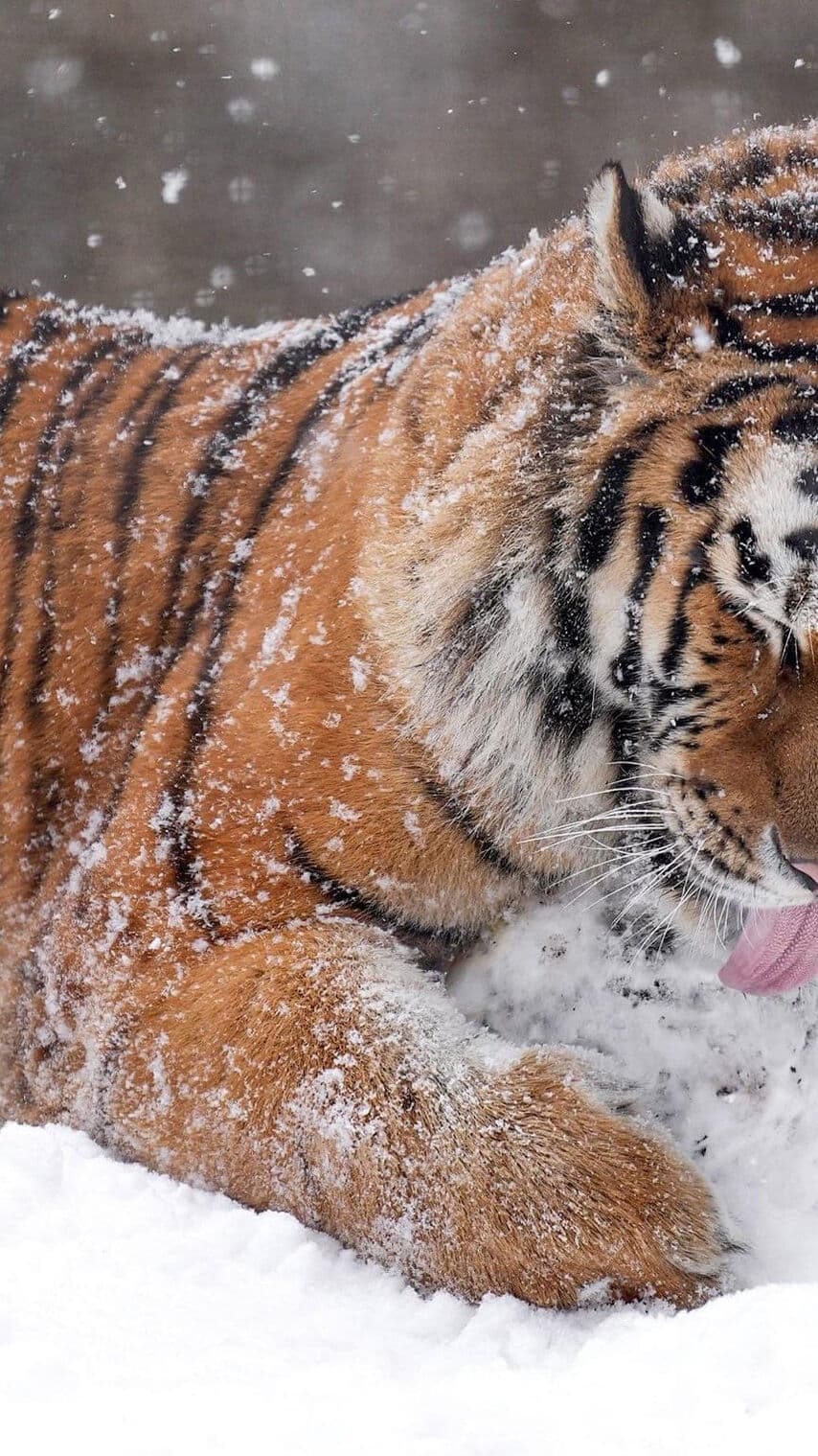 Aesthetic Wallpaper #1106