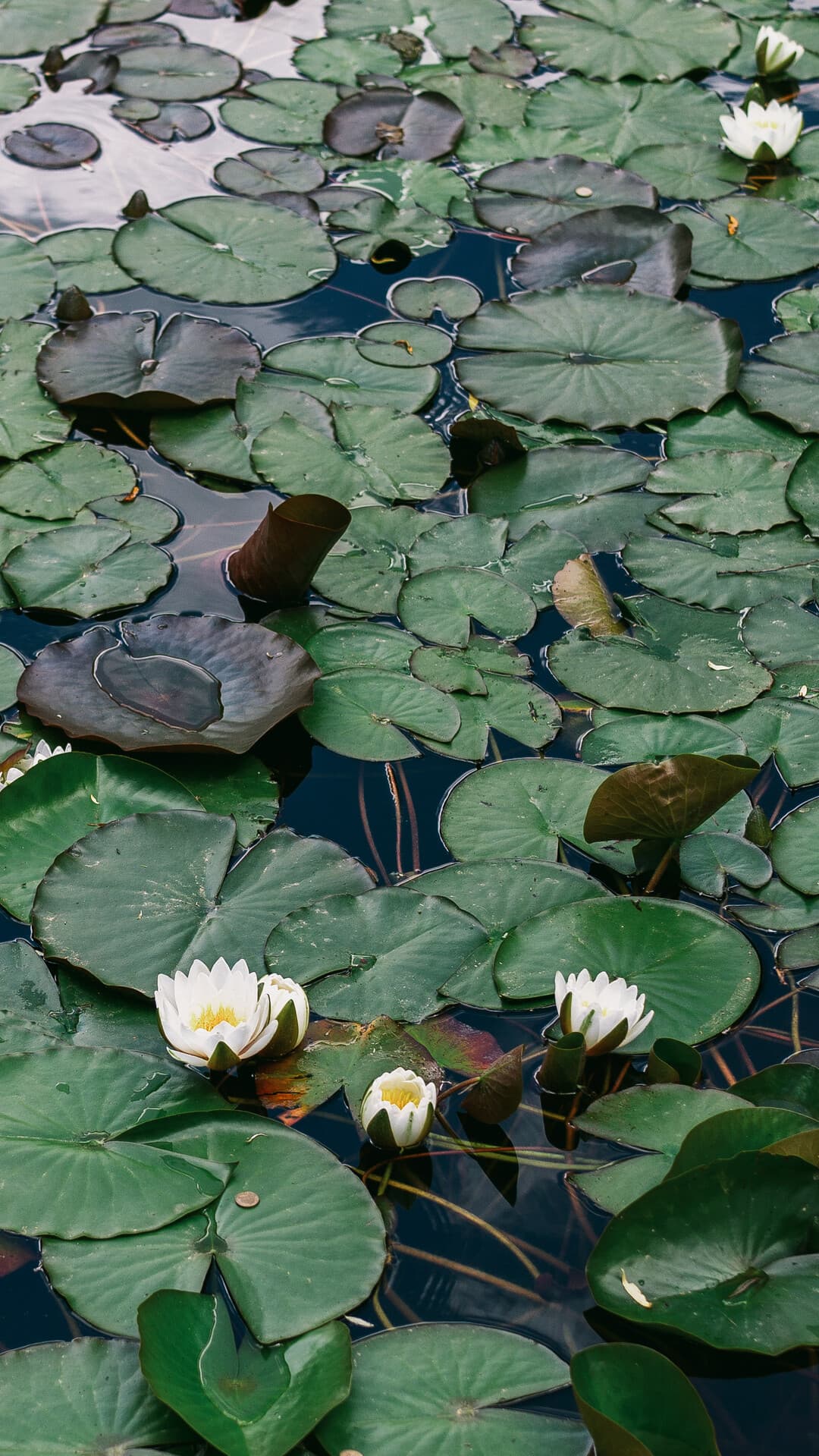 Aesthetic Wallpaper #202