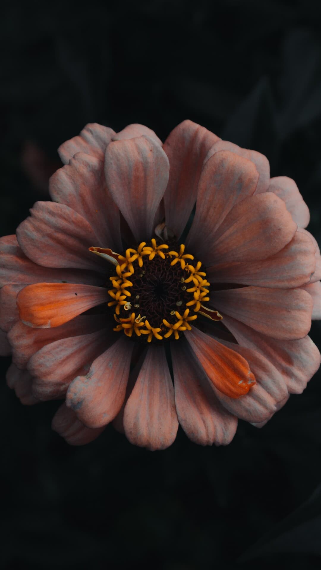 Aesthetic Wallpaper #5247