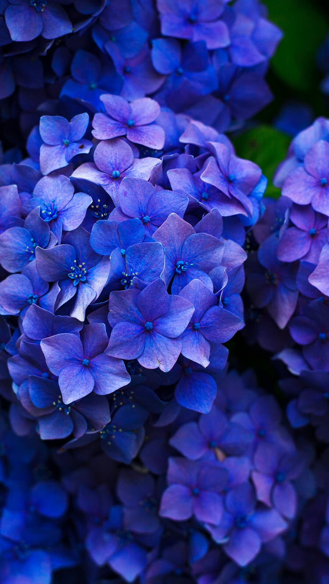 Aesthetic Wallpaper #3639 - free HD phone wallpaper for iPhone and Android, 1284x2778