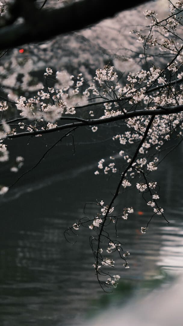 Aesthetic Wallpaper #638 - free HD phone wallpaper for iPhone and Android, 1284x2778
