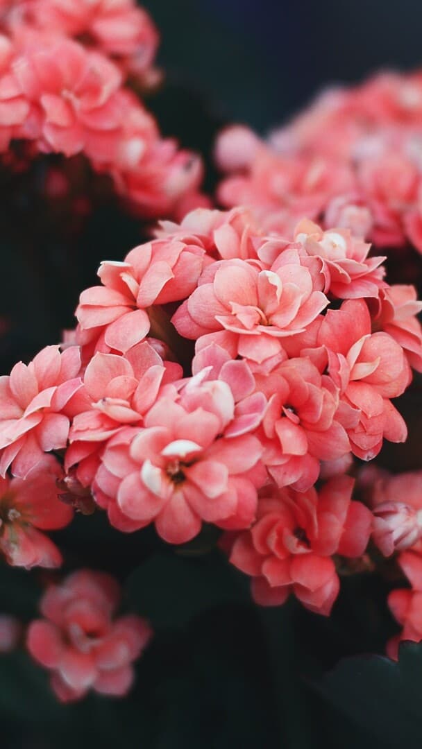 Aesthetic Wallpaper #1944