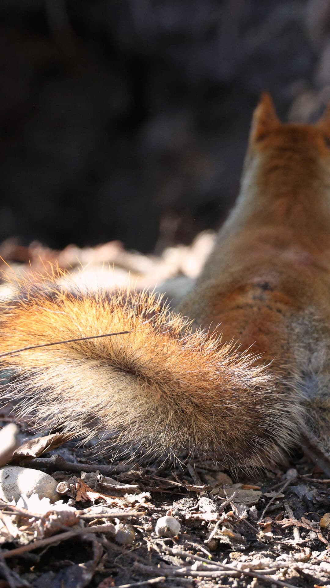 Aesthetic Wallpaper #4153