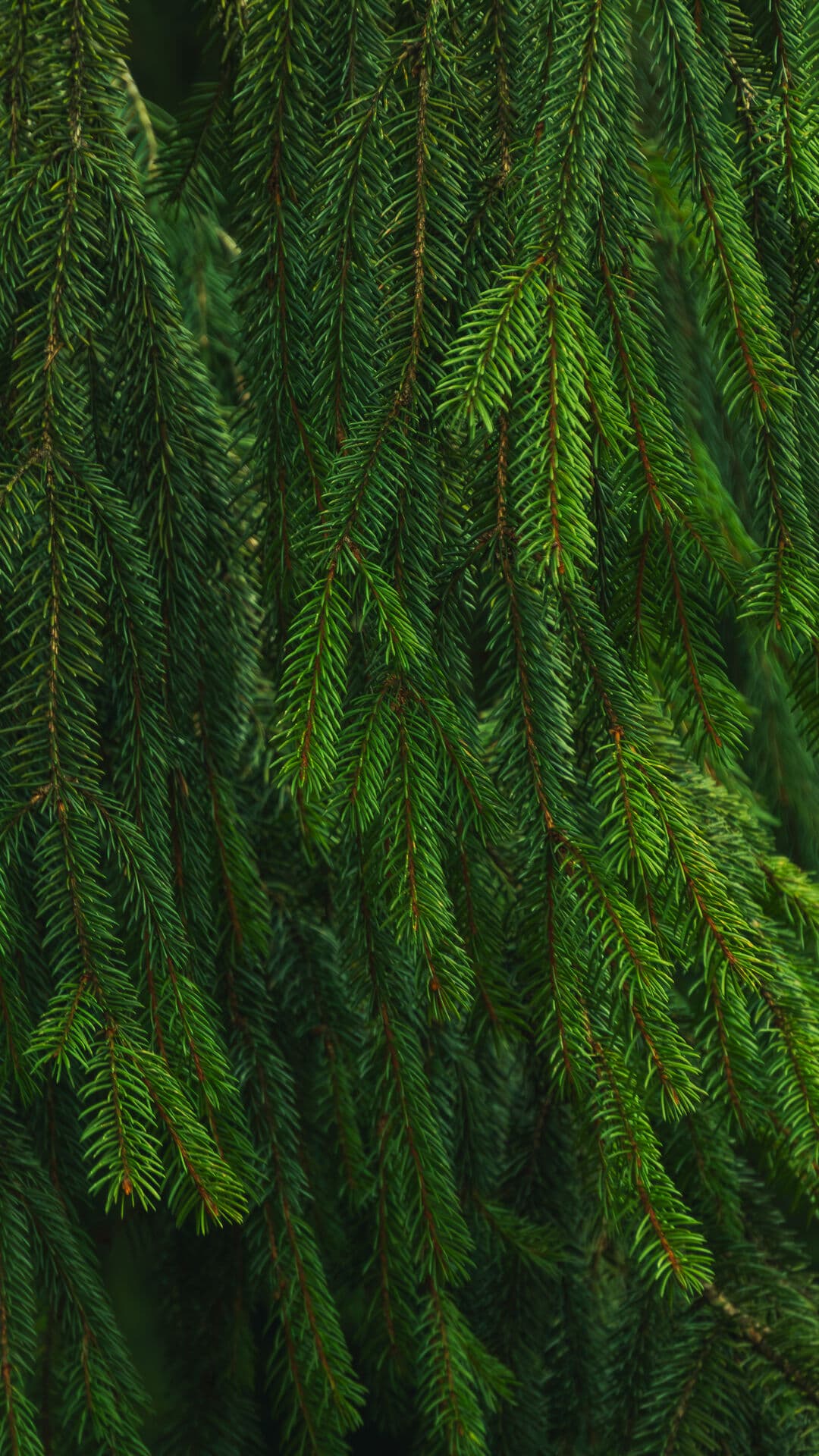 Aesthetic Wallpaper #1344