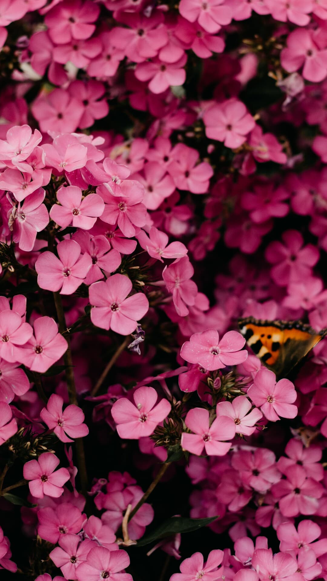 Aesthetic Wallpaper #5109