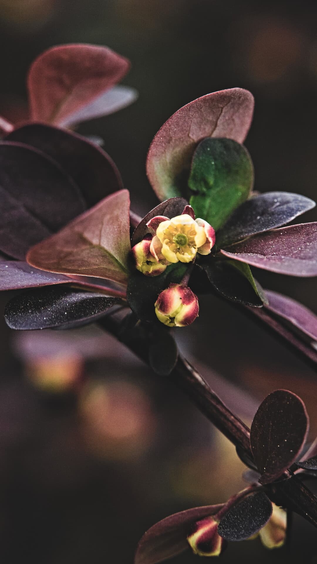 Aesthetic Wallpaper #5349