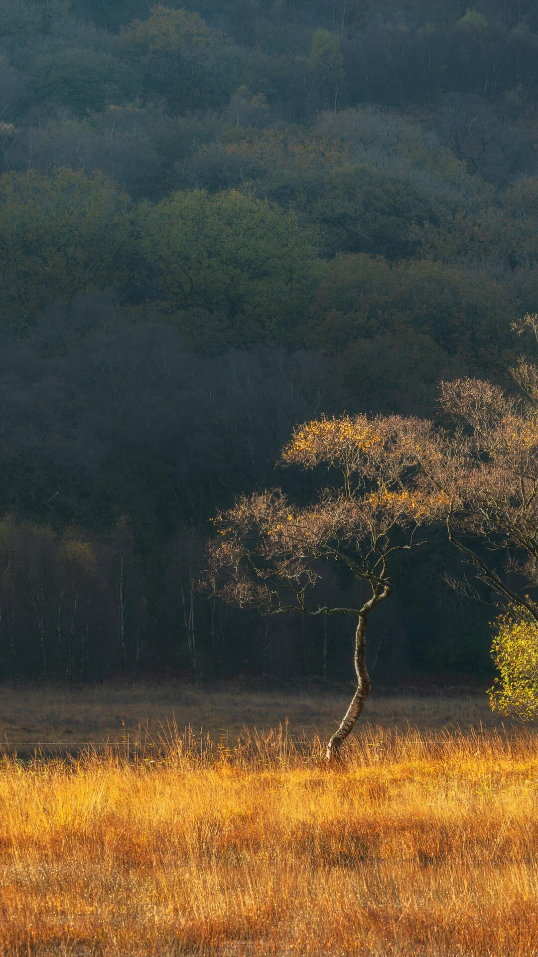 Aesthetic Wallpaper #4677