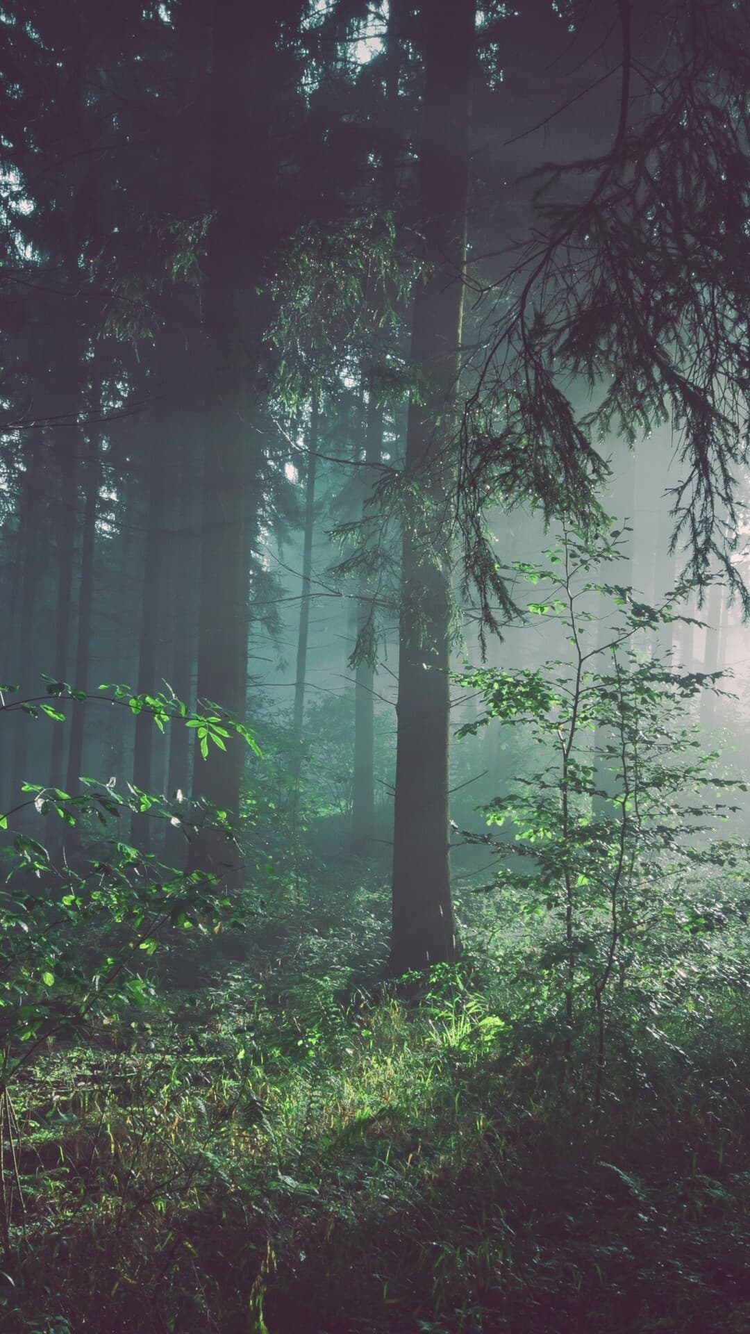 Aesthetic Wallpaper #1186