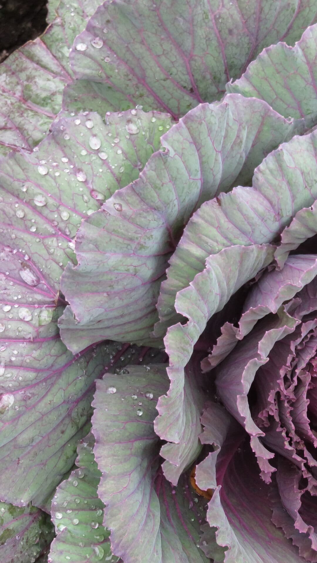 Aesthetic Wallpaper #417