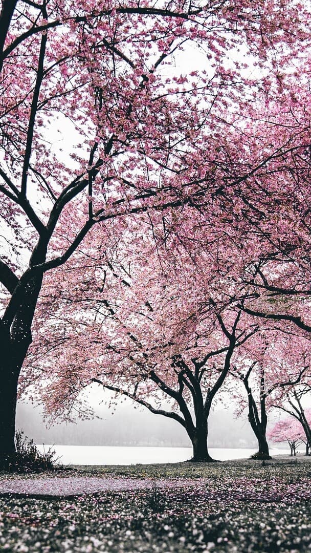 Aesthetic Wallpaper #2519