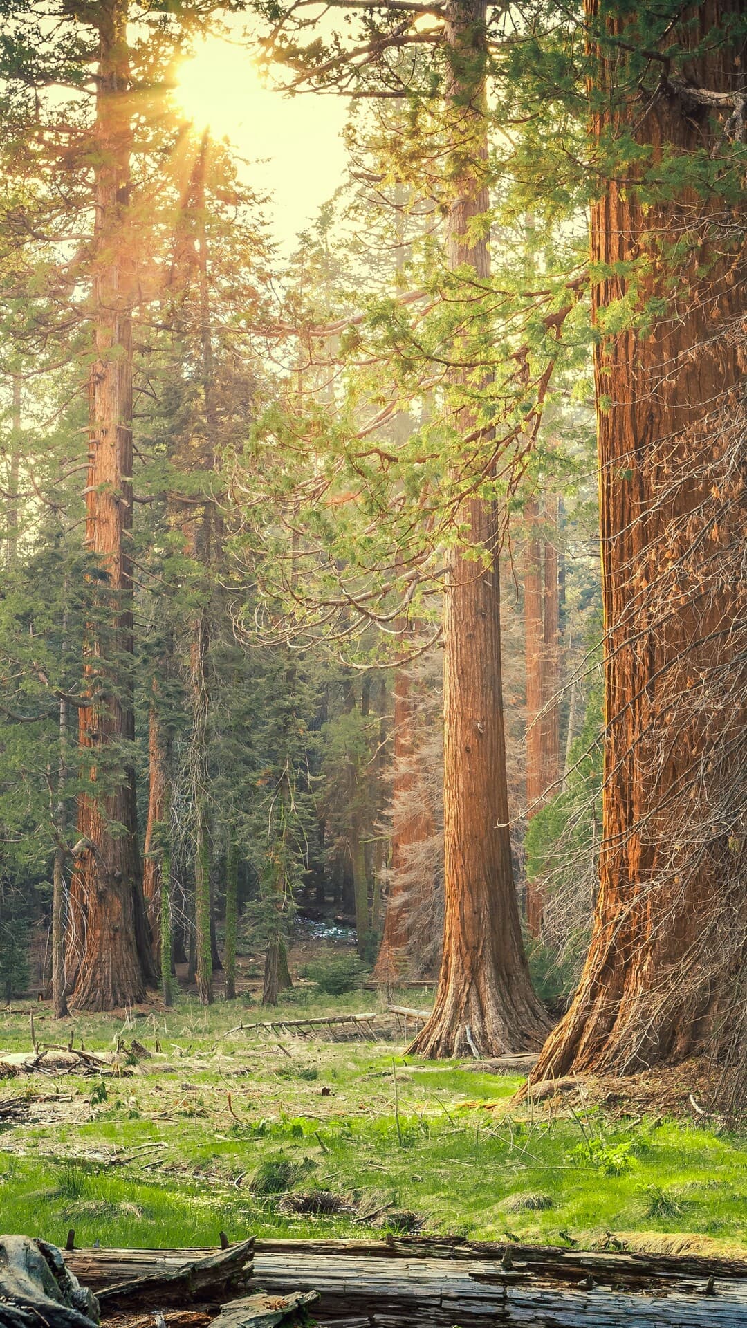 Aesthetic Wallpaper #2304