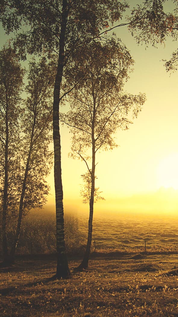 Aesthetic Wallpaper #2009