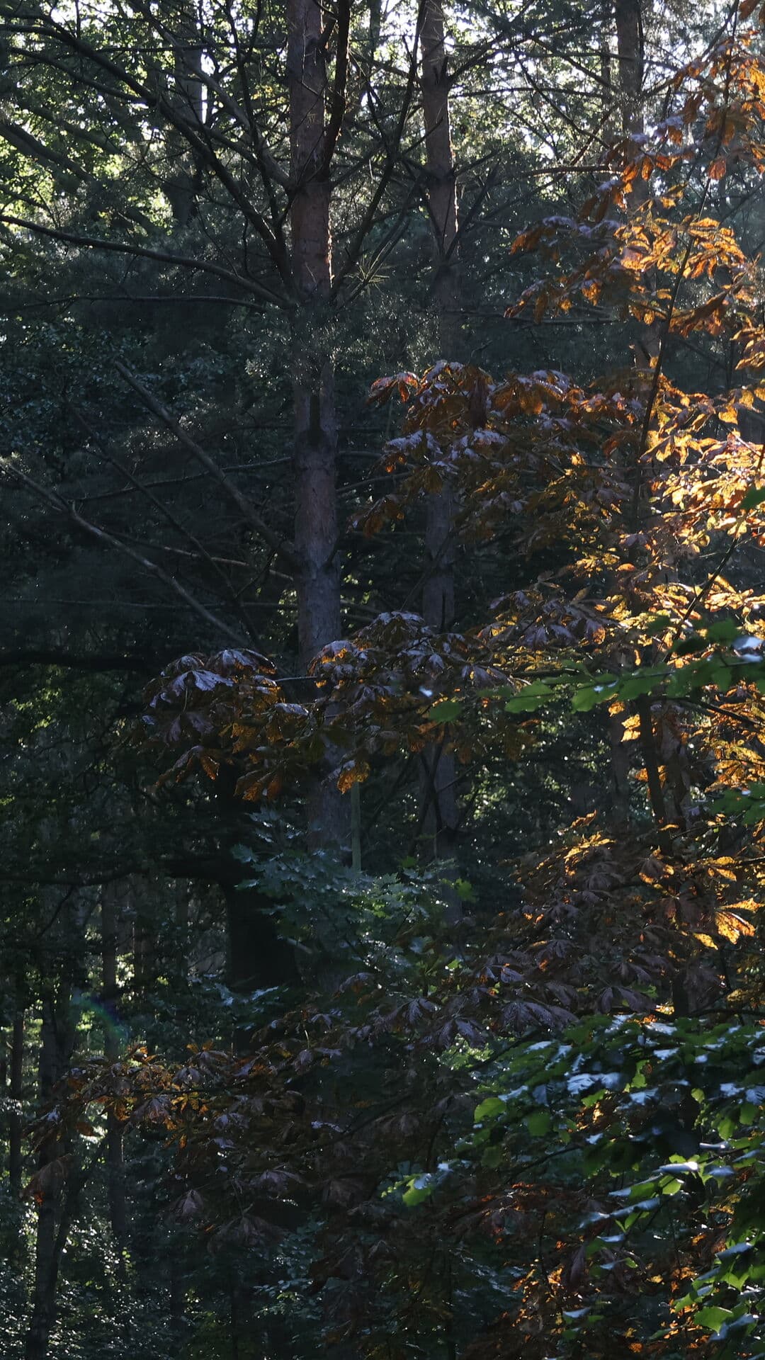 Aesthetic Wallpaper #2531